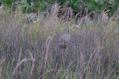 Kissimmee Prairie Eyalet Parkı, Florida