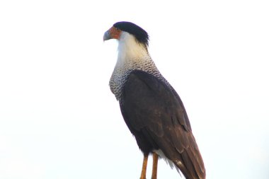 Kissimmee Prairie Eyalet Parkı, Florida