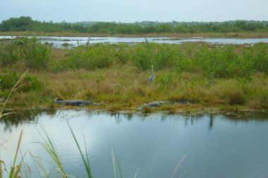 Merritt Adası Ulusal Vahşi Yaşam Sığınağı, Florida