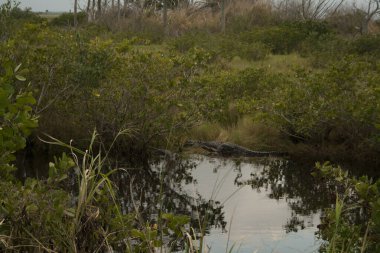 Merritt Adası Ulusal Vahşi Yaşam Sığınağı, Florida