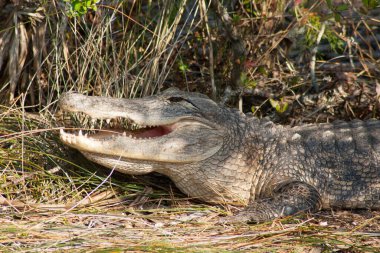 Merritt Adası Ulusal Vahşi Yaşam Sığınağı, Florida