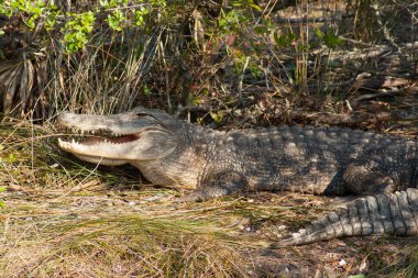 Merritt Adası Ulusal Vahşi Yaşam Sığınağı, Florida