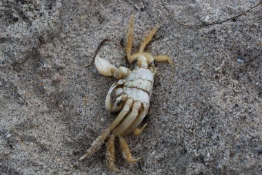 Florida 'da Ölü Yengeç