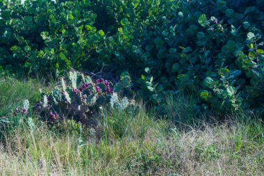 Florida, Atlantik kıyısındaki Kumsal Bitkisi