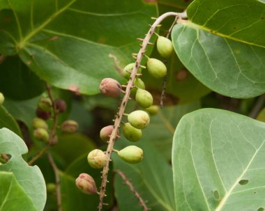Deniz Üzümleri ve Mangrove Yaprakları, Florida