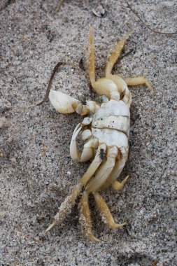 Florida 'da Ölü Yengeç