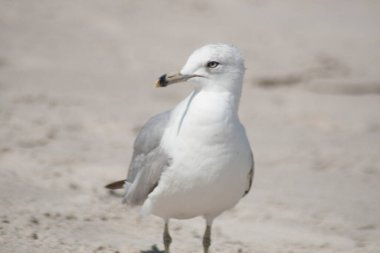 Florida 'daki kuşların manzarası