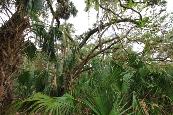 Visualizações Kissimmee Prairie Preserve State Park Florida — Fotografia de Stock