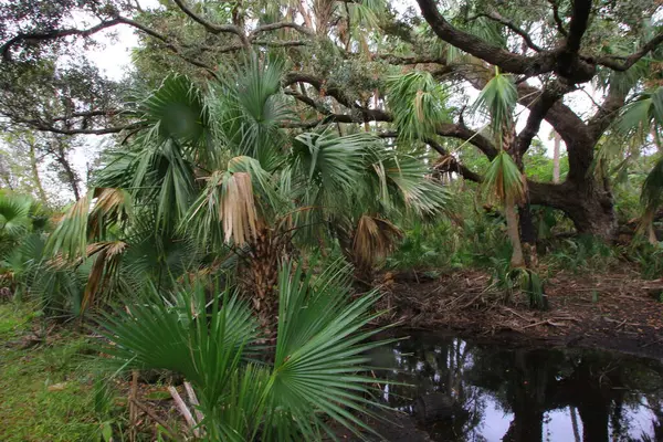 Views Kissimmee Prairie Preserve State Park Florida — Stock Photo, Image