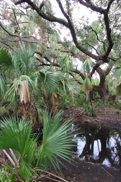 Visualizações Kissimmee Prairie Preserve State Park Florida — Fotografia de Stock