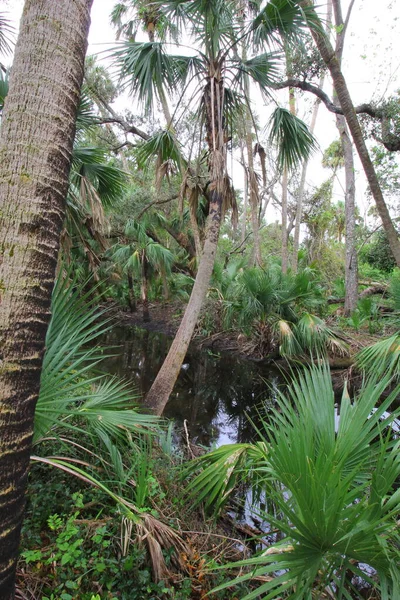 Державний Парк Кіссімме Прайрі Флорида — стокове фото
