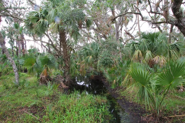 Kissimmee Prairie Eyalet Parkı Florida — Stok fotoğraf