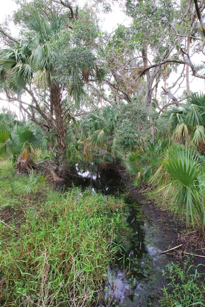 Visualizações Kissimmee Prairie Preserve State Park Florida — Fotografia de Stock