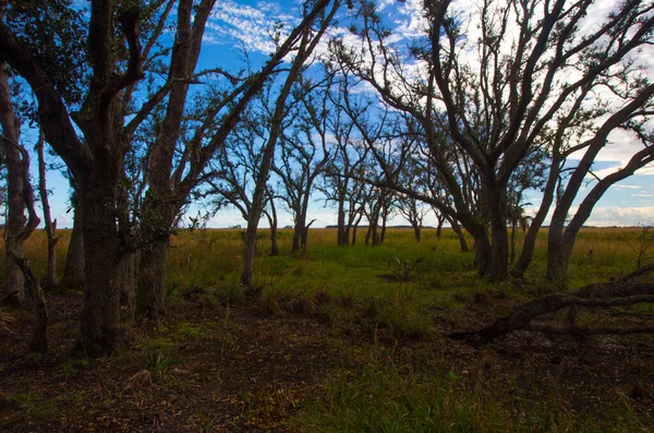 Προβολές Στο Kissimmee Prairie Preserve State Park Florida — Φωτογραφία Αρχείου