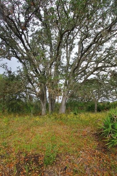 Výhled Kissimmee Prairie Preserve State Park Florida — Stock fotografie