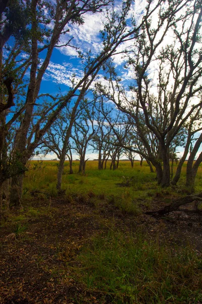 Widok Park Stanowy Kissimmee Prairie Floryda — Zdjęcie stockowe