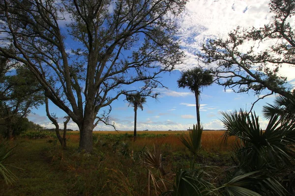 Visualizações Kissimmee Prairie Preserve State Park Florida — Fotografia de Stock