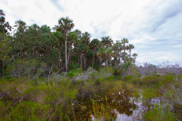 佛罗里达Kissimmee草原保护区国家公园的景观 — 图库照片