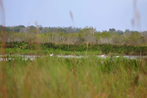 Vedute Kissimmee Prairie Preserve State Park Florida — Foto Stock