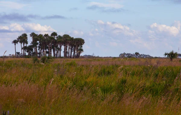 Visualizações Kissimmee Prairie Preserve State Park Florida — Fotografia de Stock