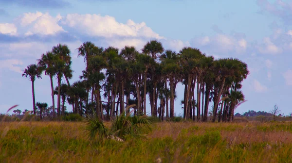 Visualizações Kissimmee Prairie Preserve State Park Florida — Fotografia de Stock