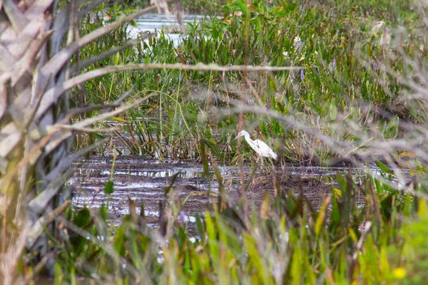 Views Kissimmee Prairie Preserve State Park Florida — Stock Photo, Image