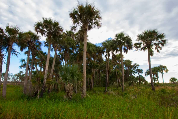佛罗里达Kissimmee草原保护区国家公园的景观 — 图库照片