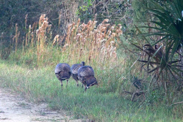 Vues Kissimmee Prairie Preserve State Park Floride — Photo