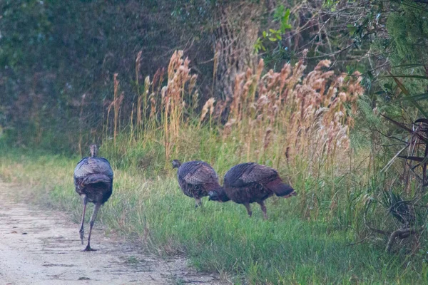 Ansichten Kissimmee Prairie Preserve State Park Florida — Stockfoto