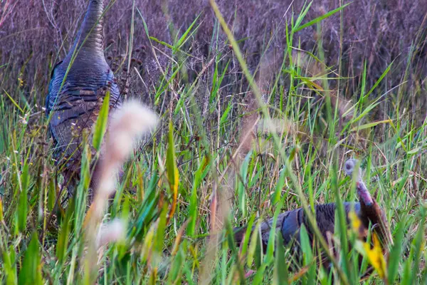 Nézetek Kissimmee Prairie Preserve State Park Florida — Stock Fotó