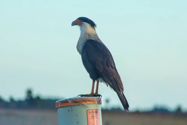 Visualizações Kissimmee Prairie Preserve State Park Florida — Fotografia de Stock