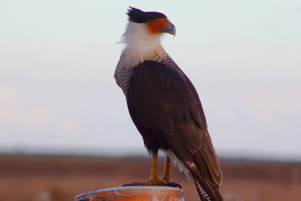 Vistas Kissimmee Prairie Preserve State Park Florida — Foto de Stock