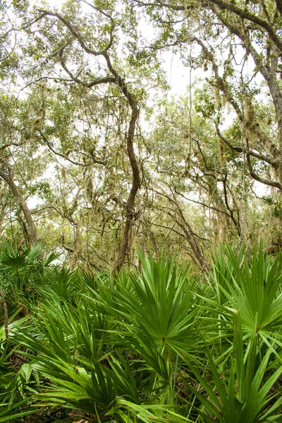 佛罗里达Merritt岛国家野生动物保护区的景观 — 图库照片