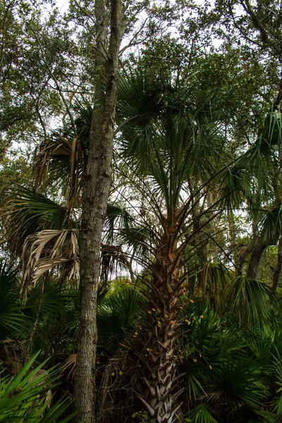 Vistas Del Refugio Nacional Vida Silvestre Merritt Island Florida — Foto de Stock