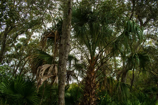 Ansichten Des Merritt Island National Wildlife Refuge Florida — Stockfoto