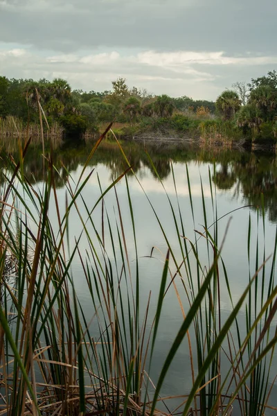 Views Merritt Island National Wildlife Refuge Florida — Stock Photo, Image