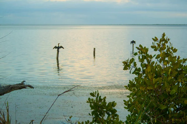 Ansichten Des Merritt Island National Wildlife Refuge Florida — Stockfoto