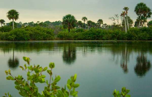 Pohledy Merritt Island National Wildlife Refuge Florida — Stock fotografie