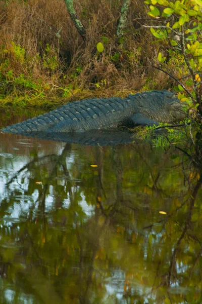 Kilátás Merritt Island National Wildlife Refuge Florida — Stock Fotó