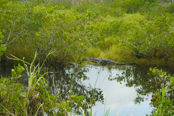 Views Merritt Island National Wildlife Refuge Florida — Stock Photo, Image