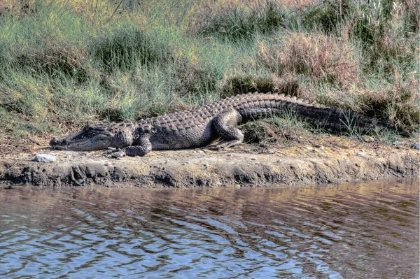 Vistas Merritt Island National Wildlife Refuge Florida — Fotografia de Stock