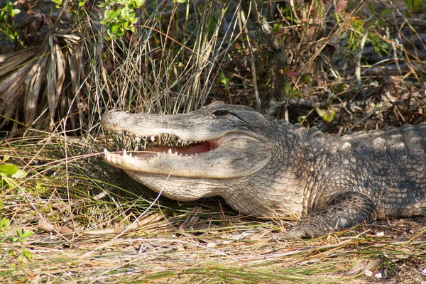 Vistas Merritt Island National Wildlife Refuge Florida — Fotografia de Stock