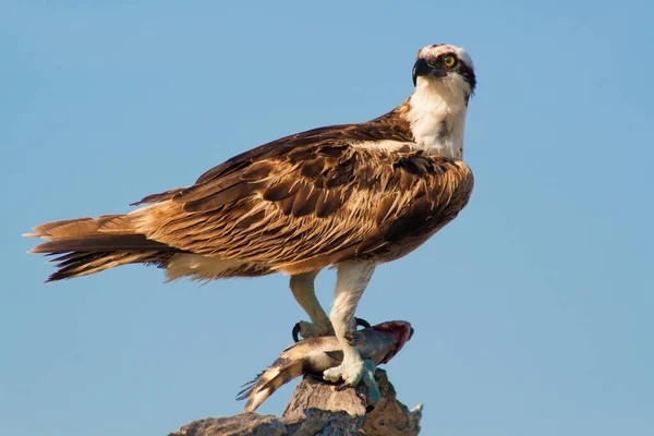 Vistas Merritt Island National Wildlife Refuge Florida — Fotografia de Stock