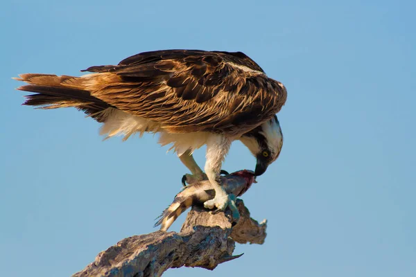 Utsikt Merritt Island National Wildlife Refuge Florida – stockfoto