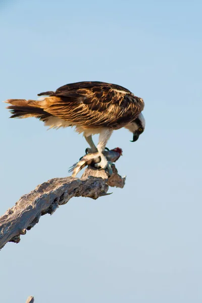 Vistas Merritt Island National Wildlife Refuge Florida — Fotografia de Stock