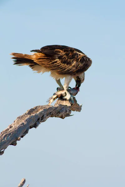 Vistas Merritt Island National Wildlife Refuge Florida — Fotografia de Stock