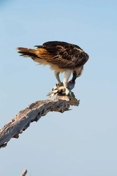 Vistas Merritt Island National Wildlife Refuge Florida — Fotografia de Stock