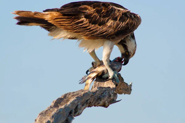 Vistas Merritt Island National Wildlife Refuge Florida — Fotografia de Stock