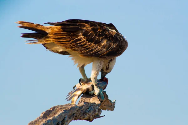 Ansichten Des Merritt Island National Wildlife Refuge Florida — Stockfoto