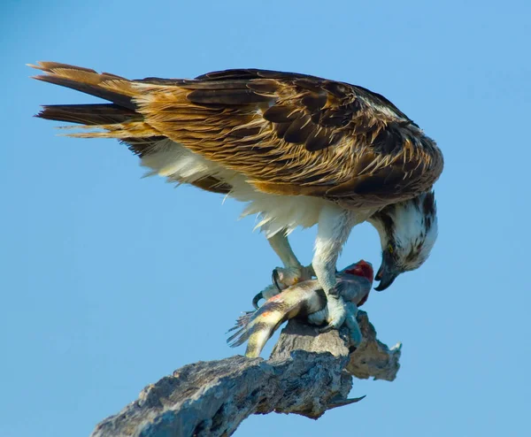 Näkymät Merritt Island National Wildlife Refuge Florida — kuvapankkivalokuva